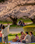 Cherry Blossom Japan
